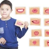 HOPTOYS Stimulation De La Zone Oro-Faciale*Coffret De ReÉducation Logo-Bits