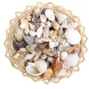 HOPTOYS Stimulation Sensorielle<Coquillages A Gogo !