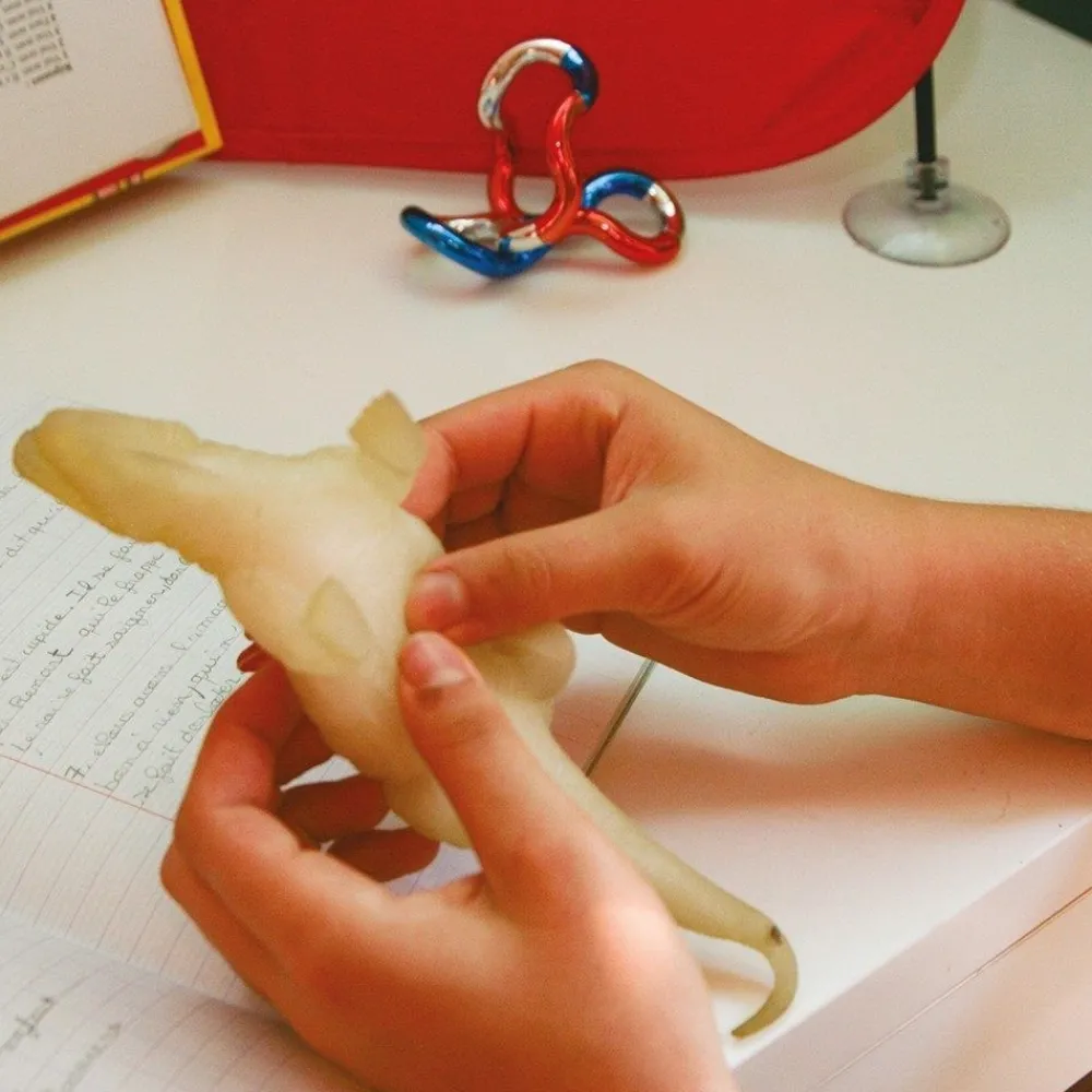 HOPTOYS Renforcateurs & Motivateurs*Dinosaure Sensoriel