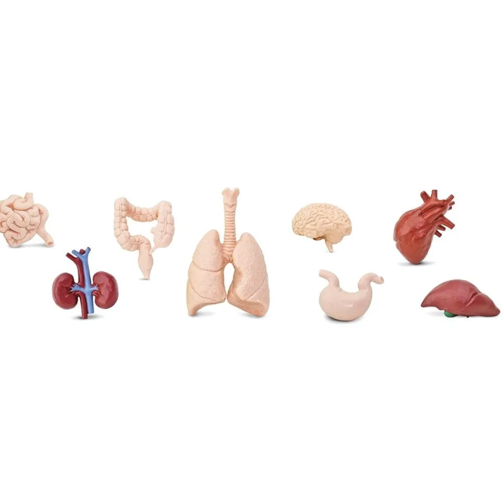 HOPTOYS Lexique, Imagerie, Langage Oral<Figurines Organes Corps Humains